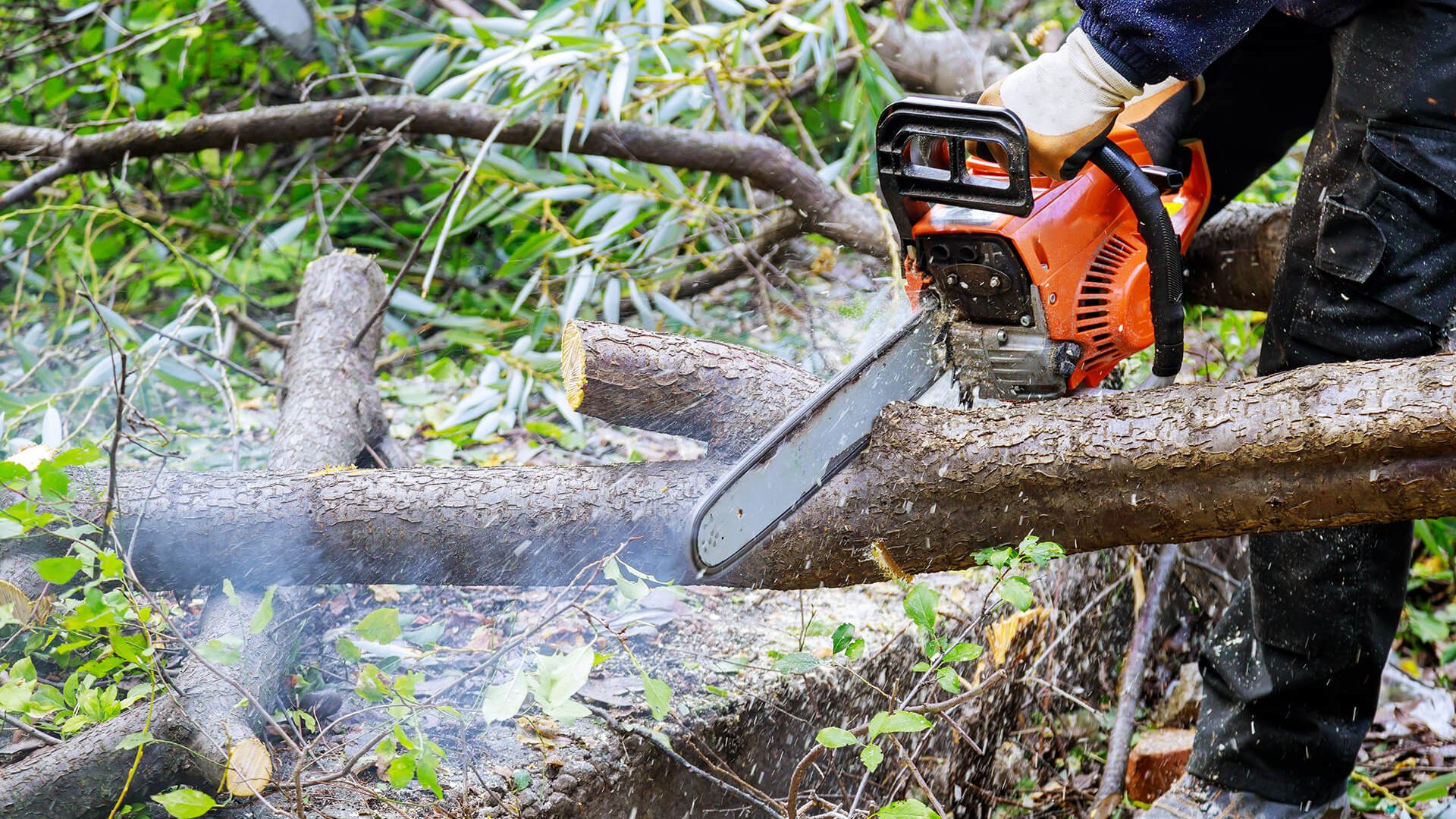 man-cutting-tree-with-chainsaw-down-to-prevent-the-2026-01-09-09-10-28-utc
